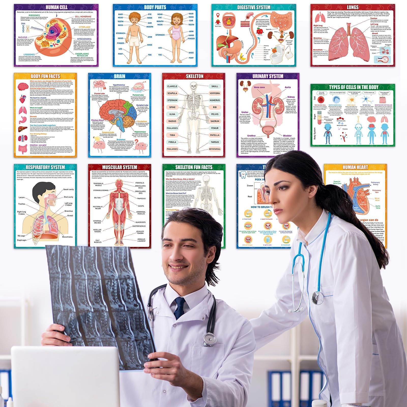 14Pcs Human Anatomy Posters Educational Learn Body Parts medium, Colorful