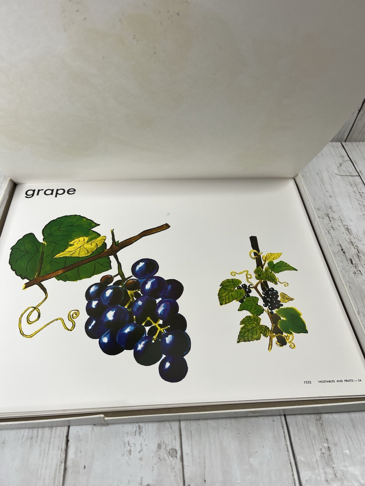 Vegetables & Fruits Large Poster Cards 30 Color 11×14 Media Materials Education