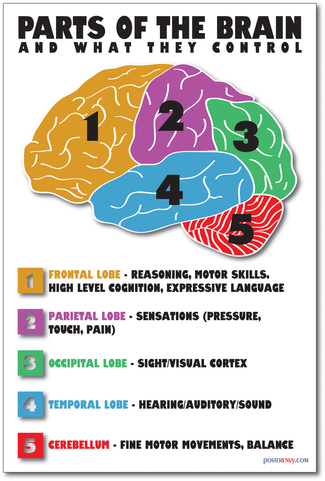 Parts of the Brain – NEW Science Biology Classroom Anatomy Cerebellum POSTER