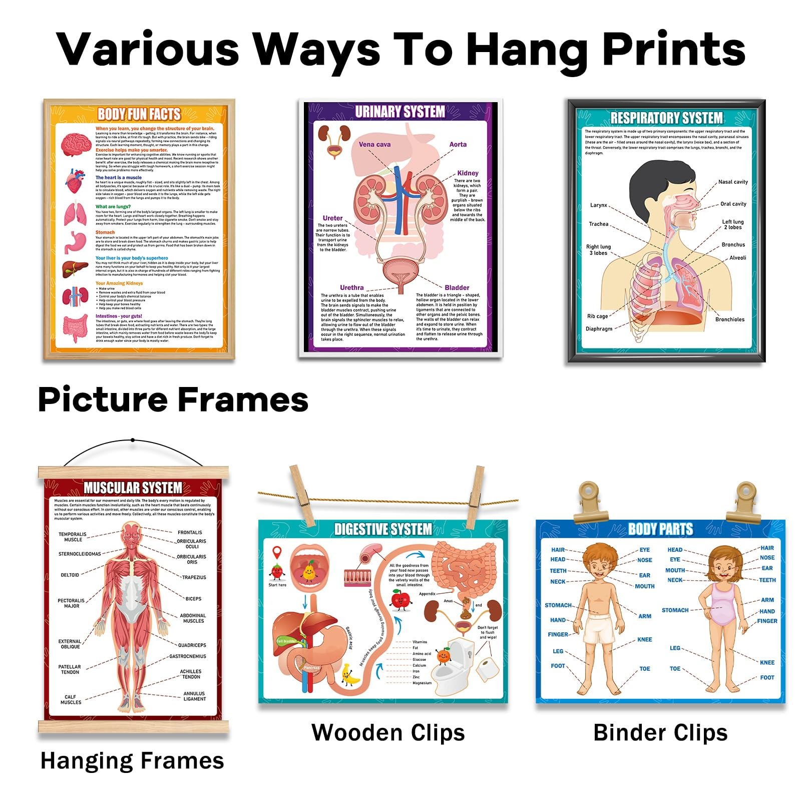 14Pcs Human Anatomy Posters Educational Learn Body Parts medium, Colorful