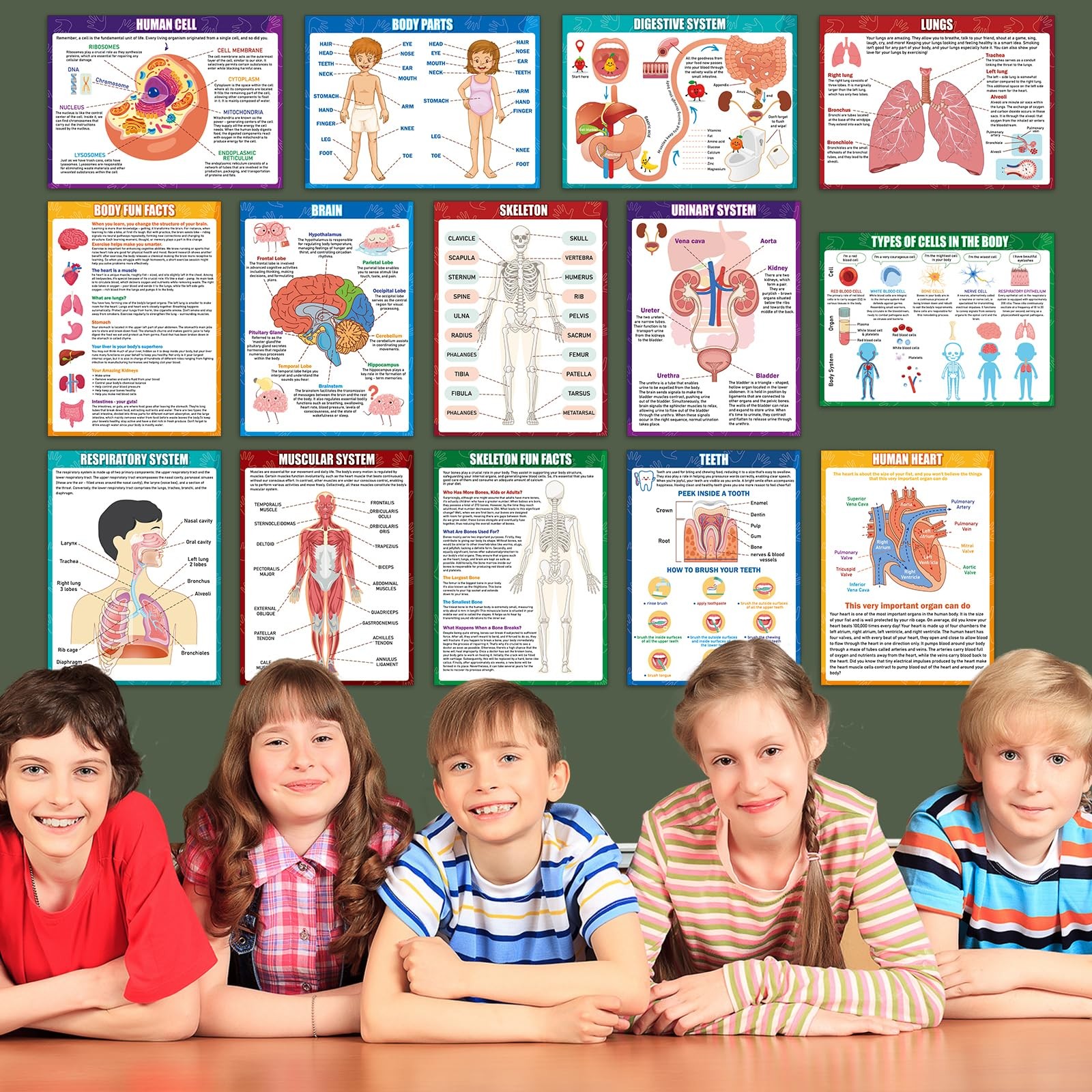14Pcs Human Anatomy Posters Educational Learn Body Parts medium, Colorful