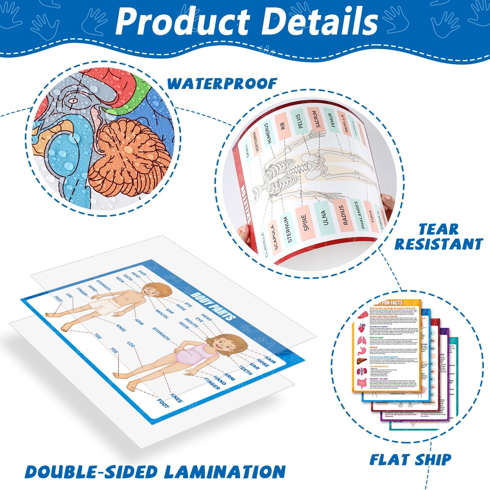 14Pcs Human Anatomy Posters Educational Learn Body Parts medium, Colorful