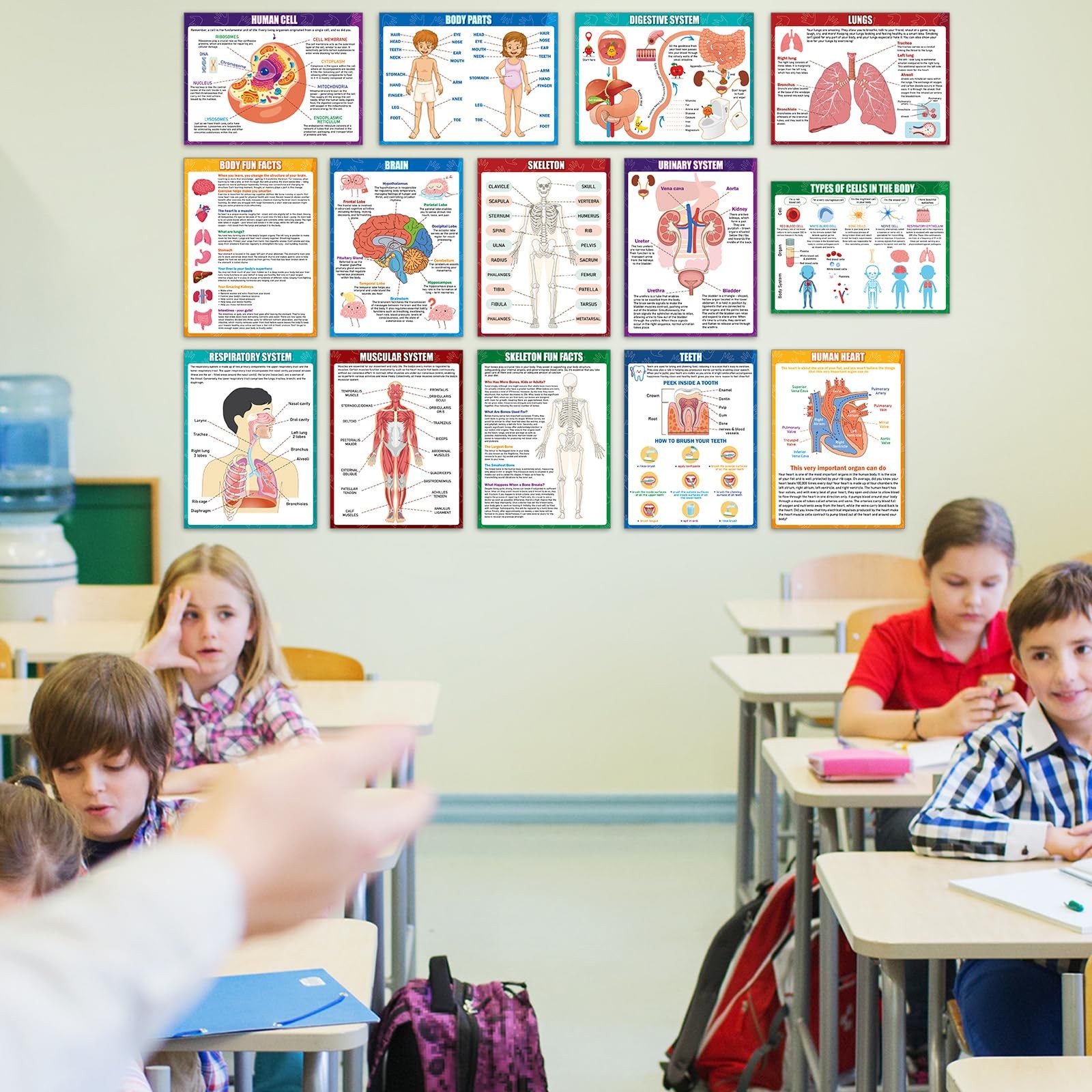 14Pcs Human Anatomy Posters Educational Learn Body Parts medium, Colorful